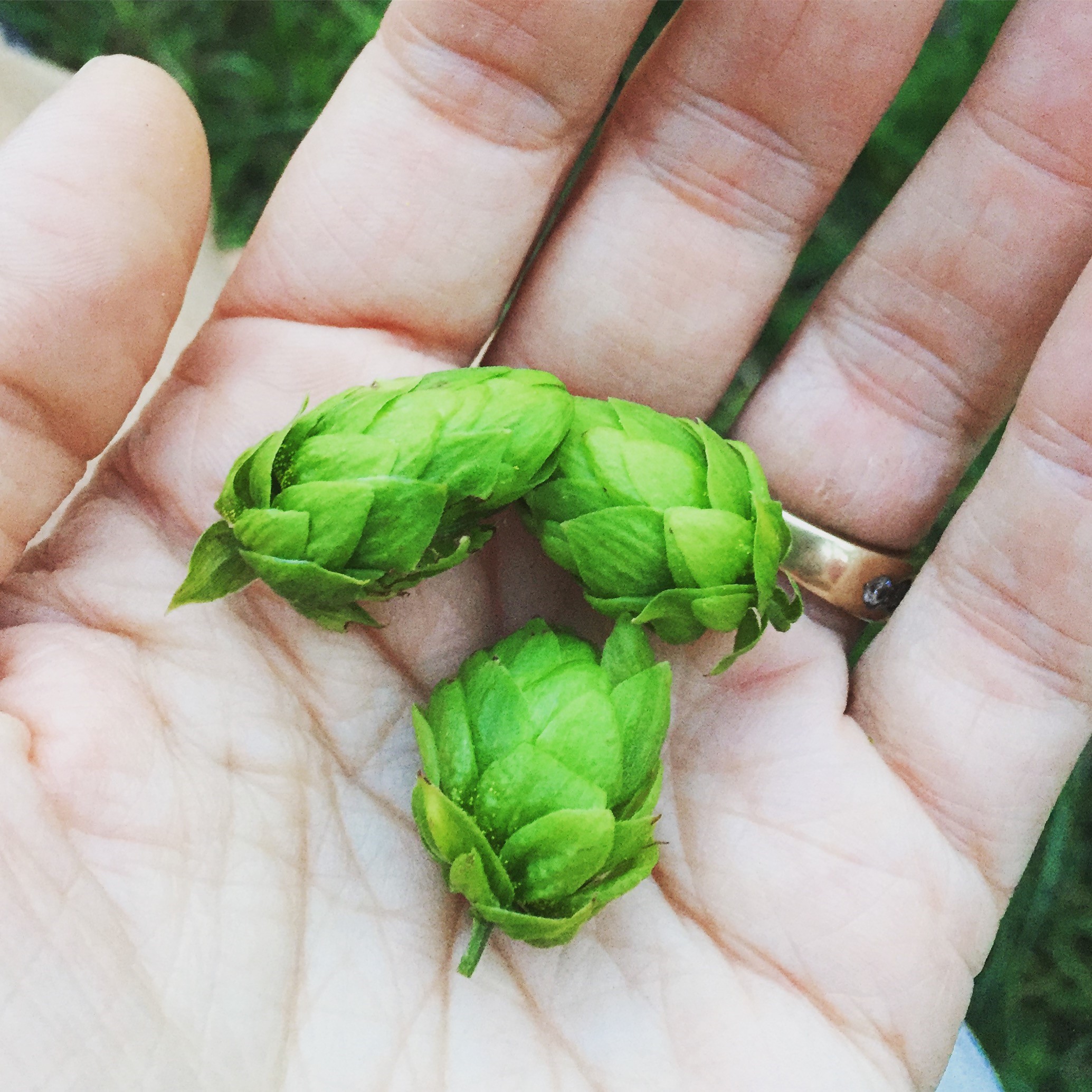 Hops in hand.jpg