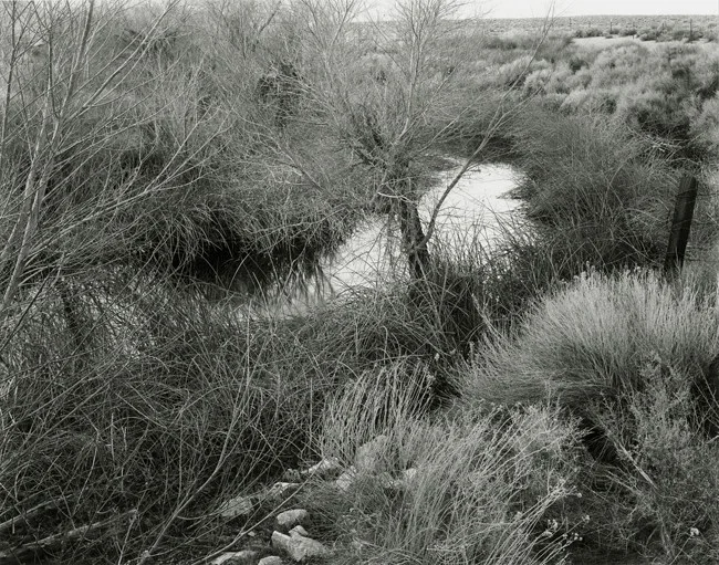 Trees and Originality — One From the Archives