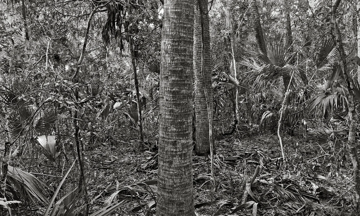 Capture 1 Pro 8 vs Adobe Camera Raw with the Leica M Monochrome