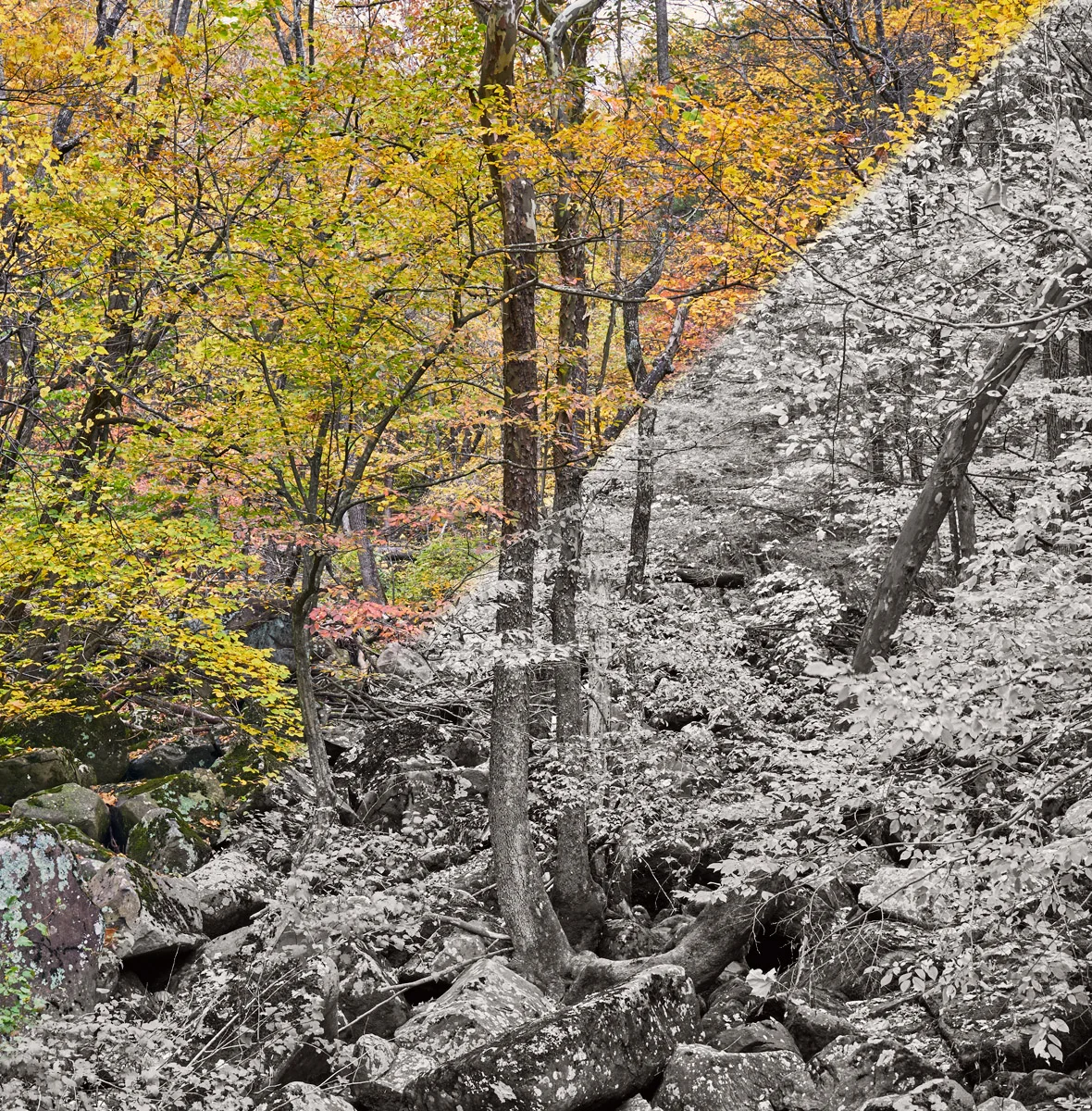 Black and White with Capture One Pro 8 - Part 2: Workflows