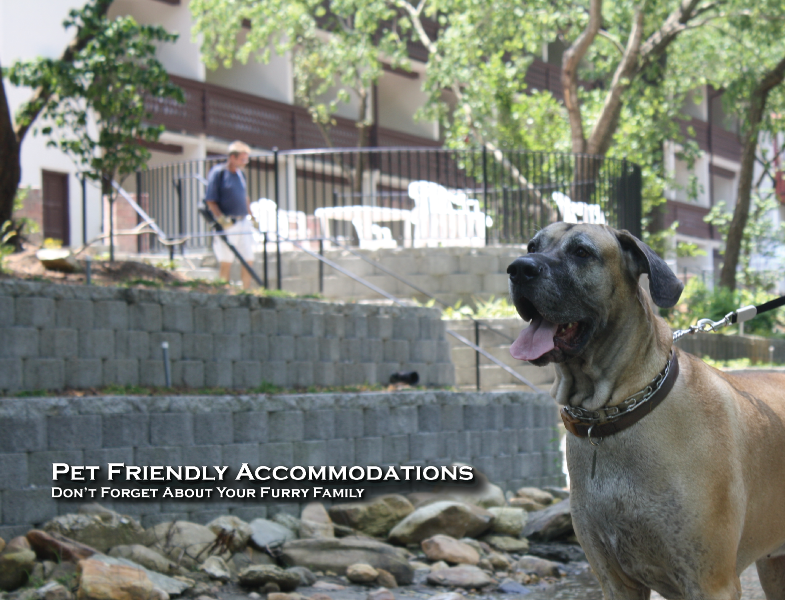Pet Friendly 1 large.png