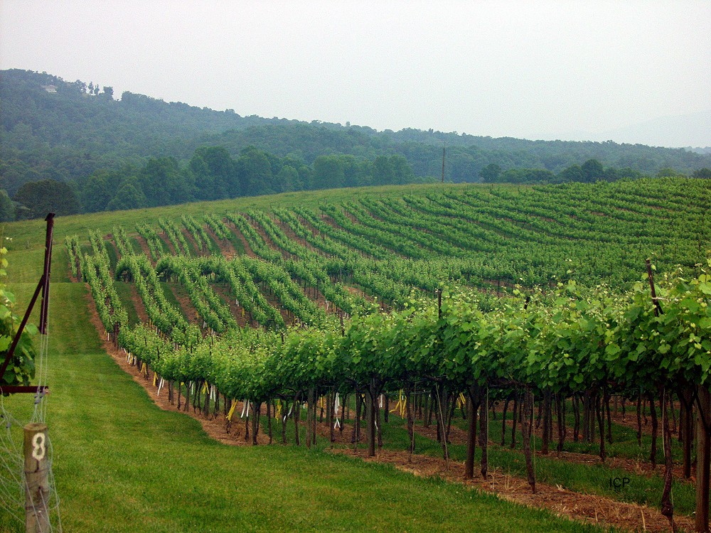Spring Wine Highway!!