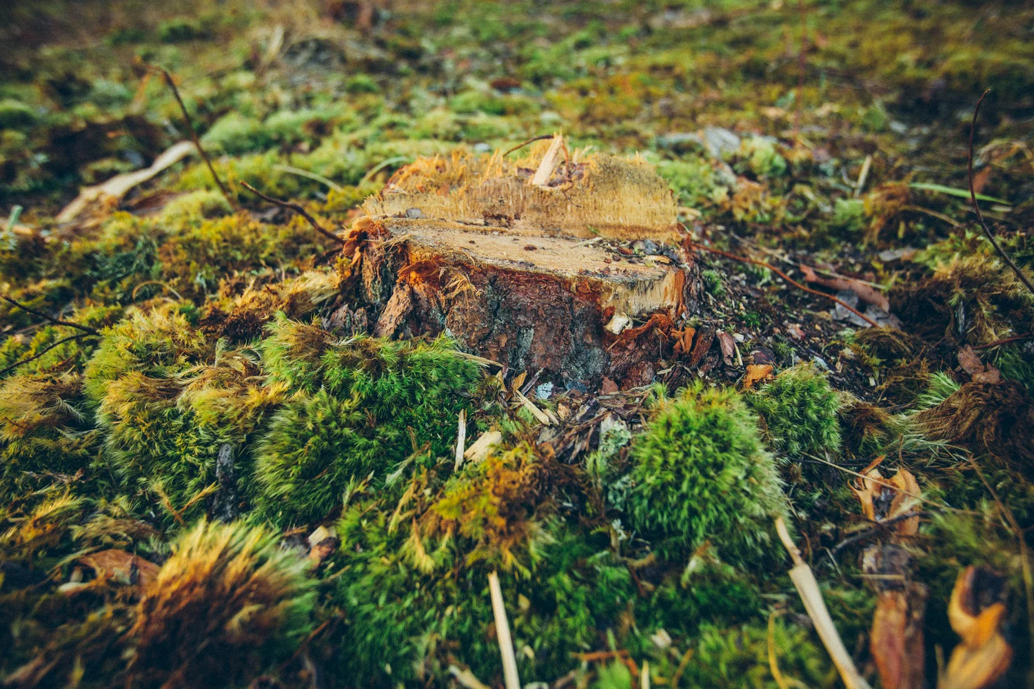 MACED_Forest047.jpg