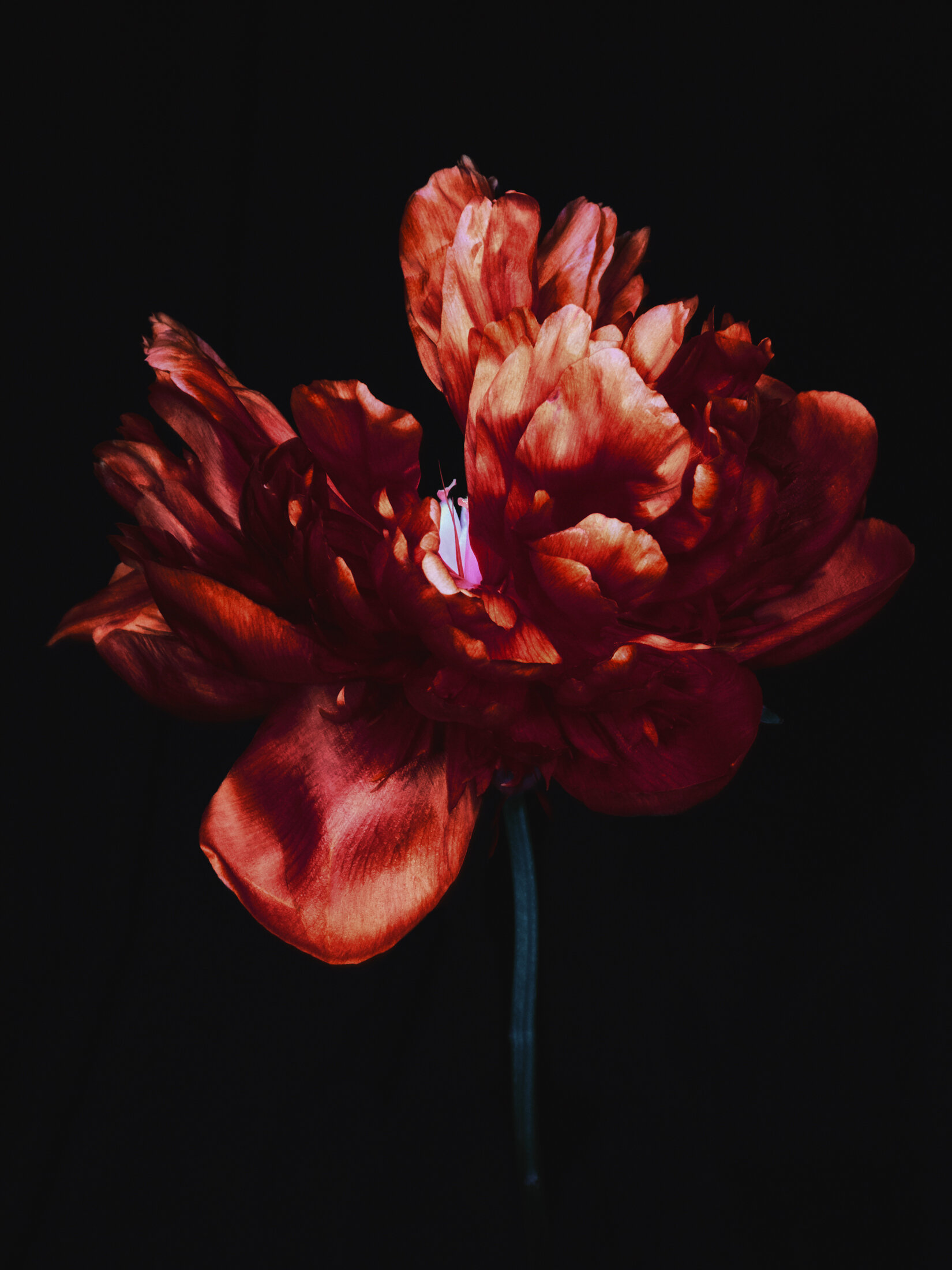 20210510_TAK_PERSONAL_FLOWER_S13170_3.jpg