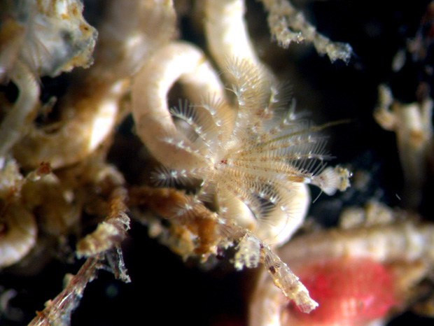 A close-up image of the tubeworm Hydroides elegans with its feather-like tentacles extended from its tube. The tentacles both collect microscopic food particles from the water and serve as the place for gas exchange for the worm, passing carbon dioxide from the worm and gaining dissolved oxygen from the water. (credit: Brian Nedved)