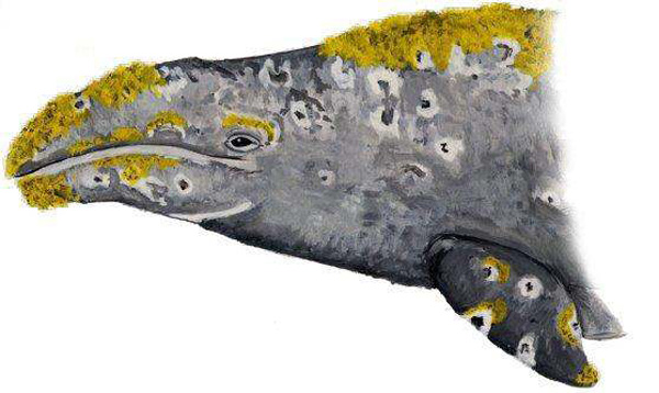 Grey_Whale_by_SyKoticOrKa.jpg