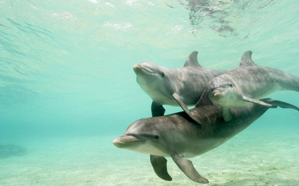 Wallpaper-dolphin-sea-underwater-photo.jpg
