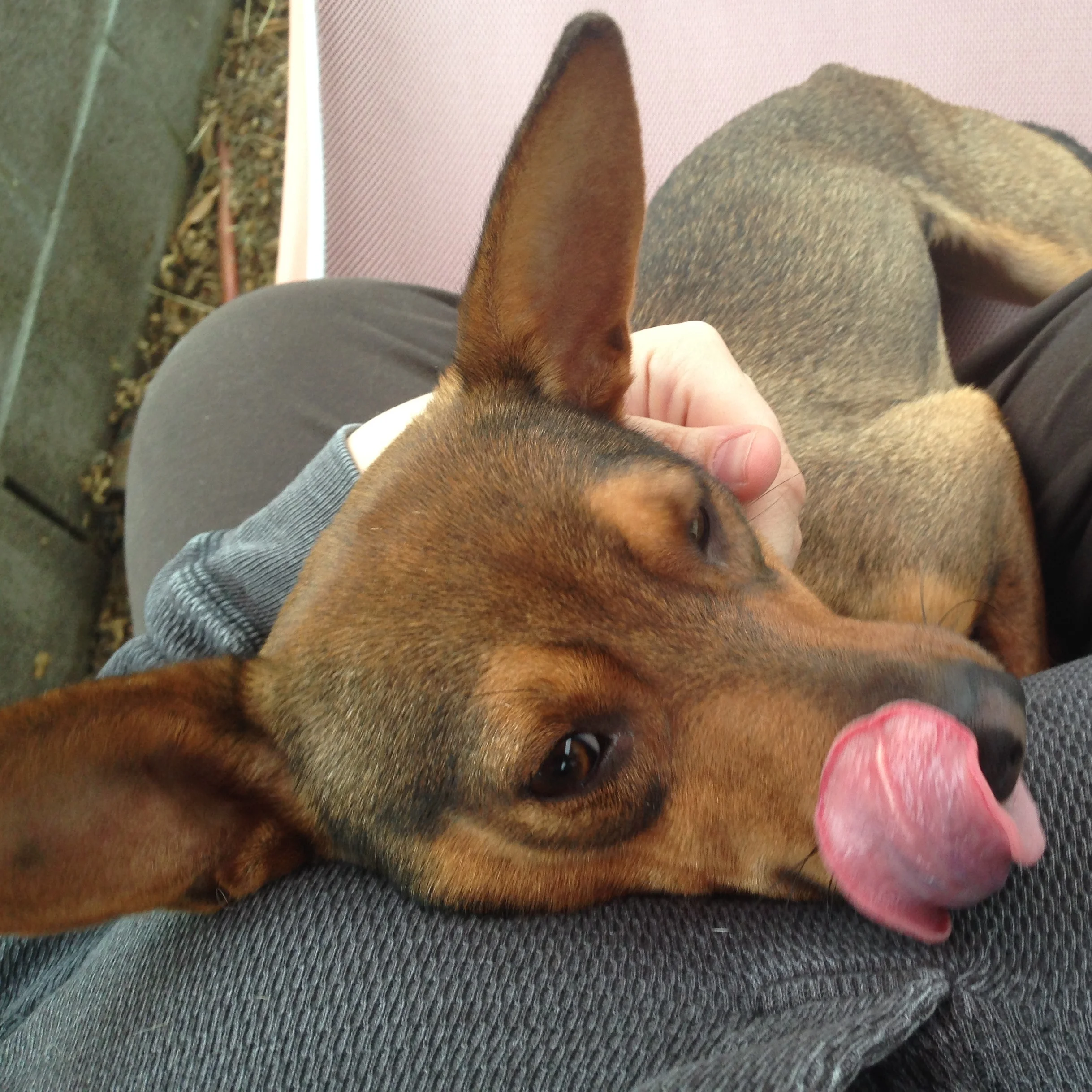 Love to Lick