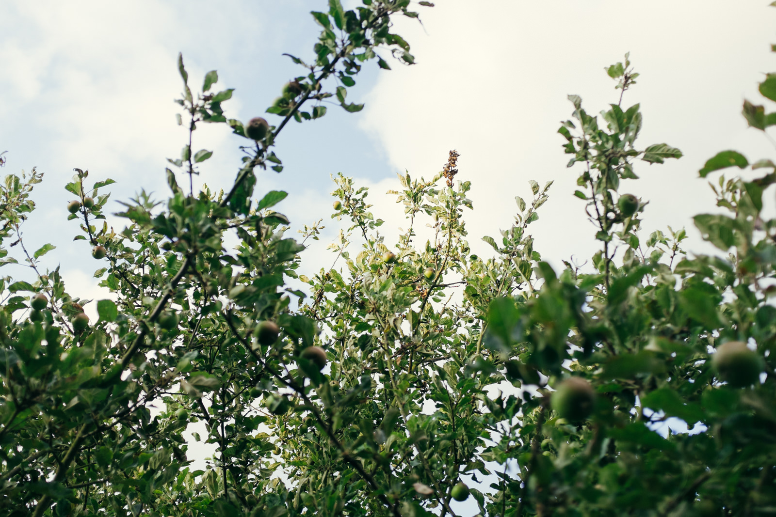apple-picking-in-the-garden-04.jpg