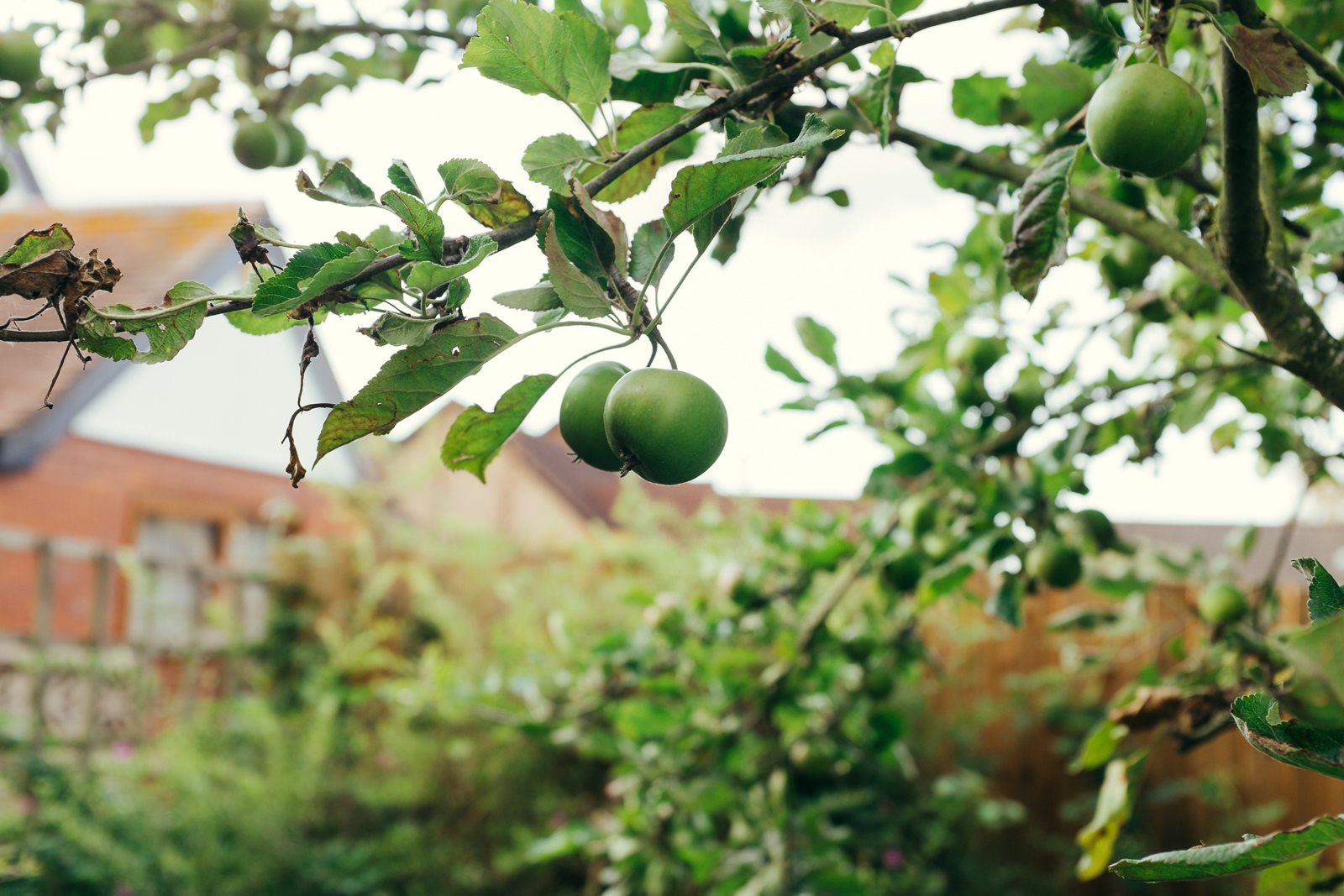 apple-picking-in-the-garden-08.jpg