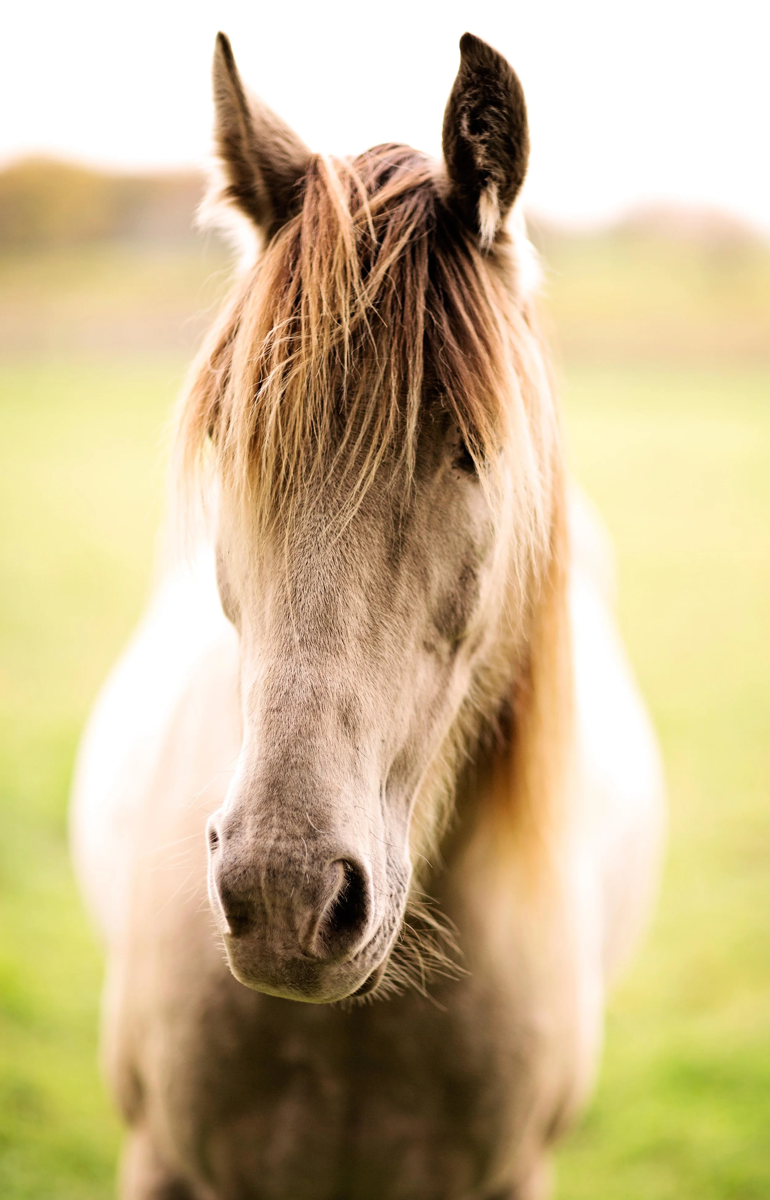 HorsePortrait.jpg