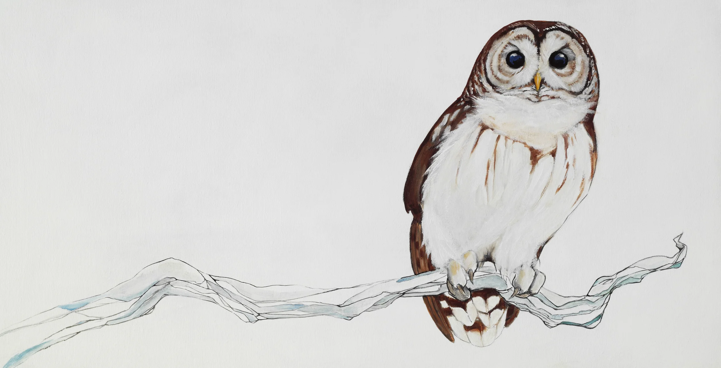 Barred Owl