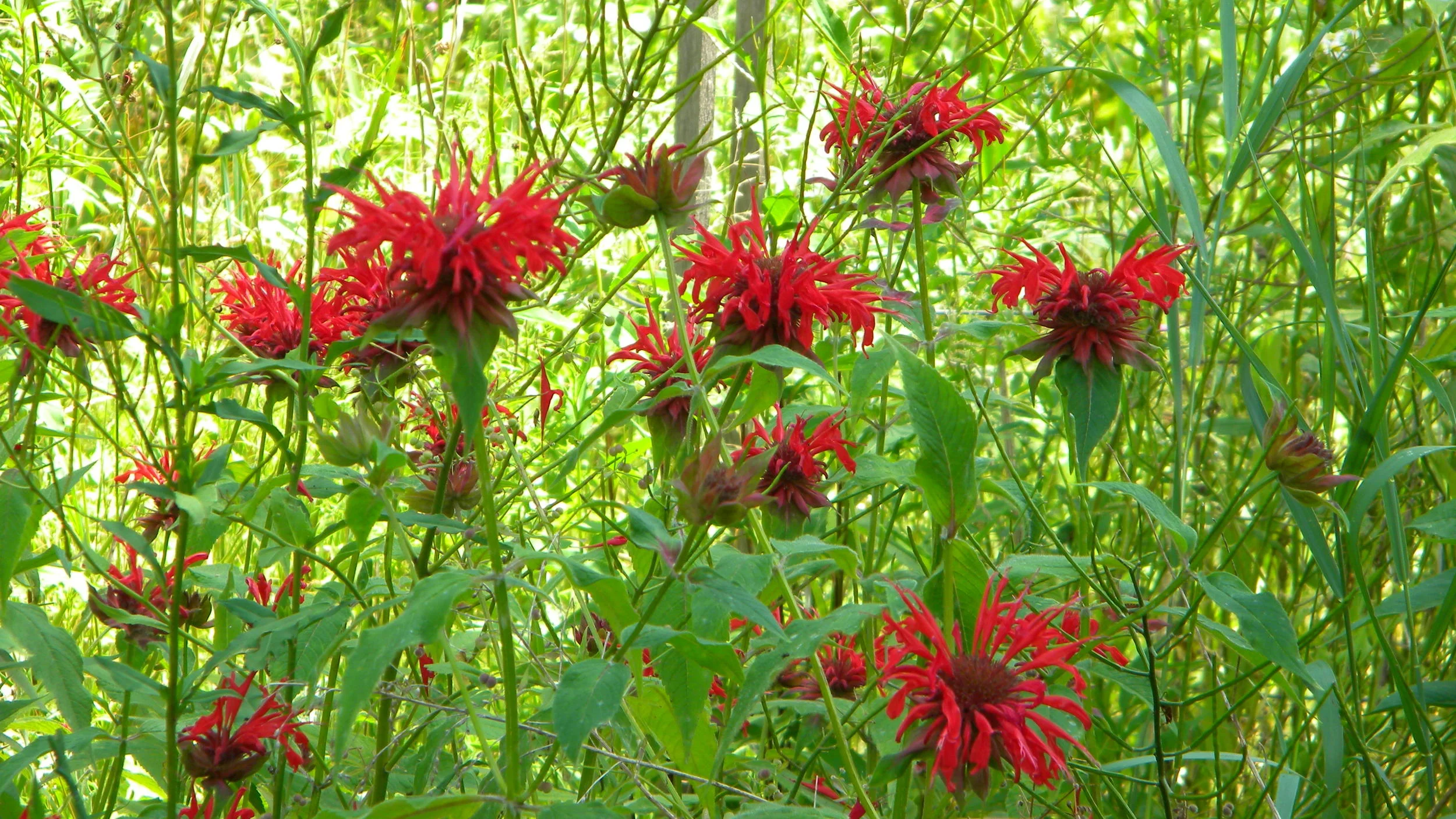 Spider's Herb Lodge — Grandmother Spider's Medicine Lodge