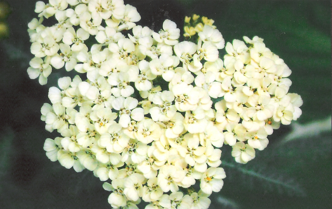 yarrow.jpg