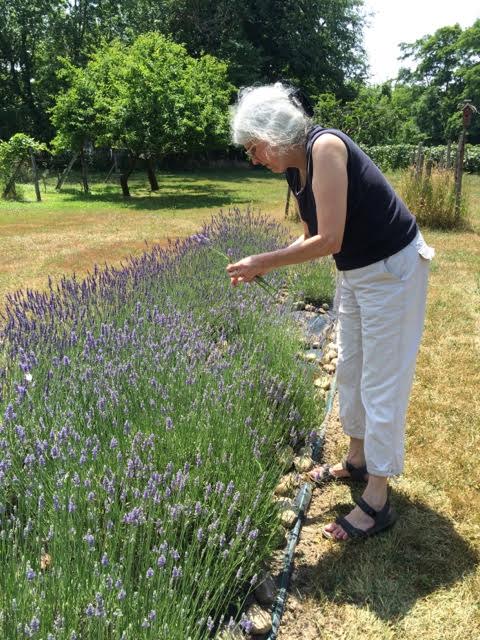 Spider harvesting lavender at Barlow's Mill, Fredonia, NY