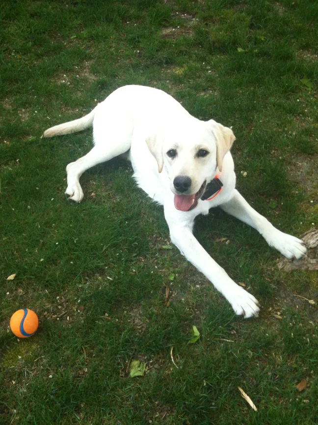 Cassie could play ball all day long!
