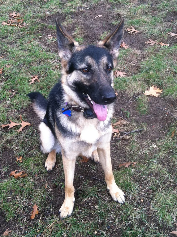 Elsa is so sharp and focused!