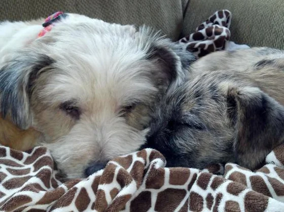 The sweet and snuggly Autumn & Maddie.