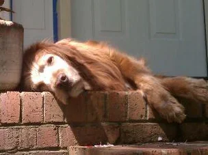 The lazy dog days of summer with Red Rover.