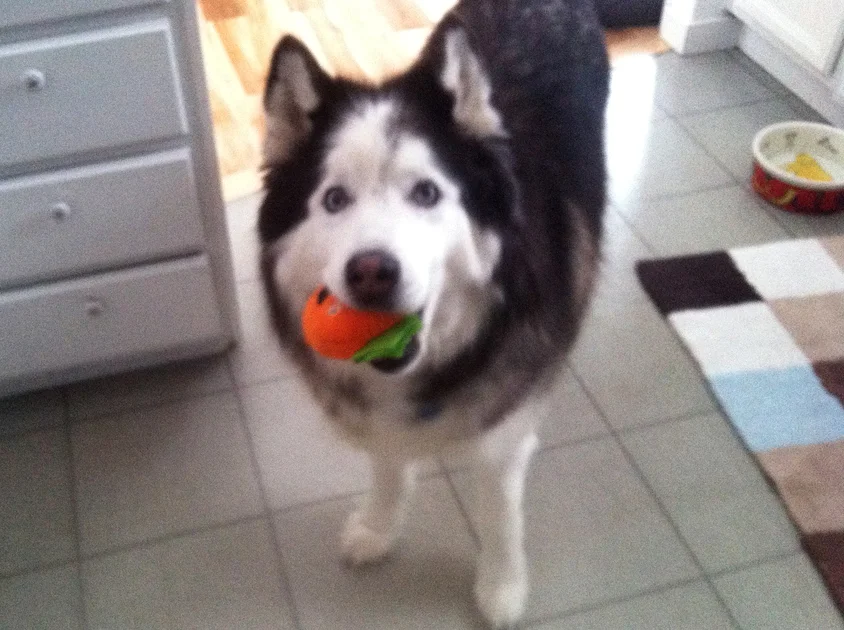 The sweet Dakota ready for playtime!