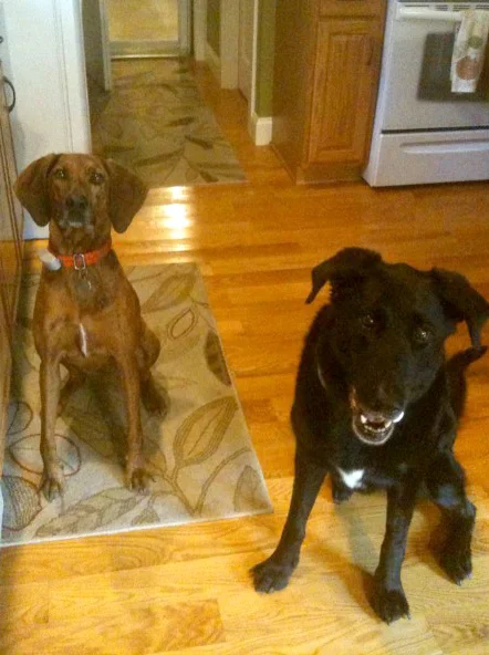 Dixie and Samson, awaiting their well-deserved treats!