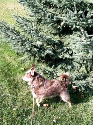 Emma enjoys daily walks and afternoon treats!