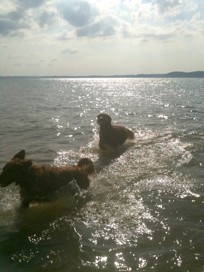 Duffy and Buster summer swim trip to Maple Bay!