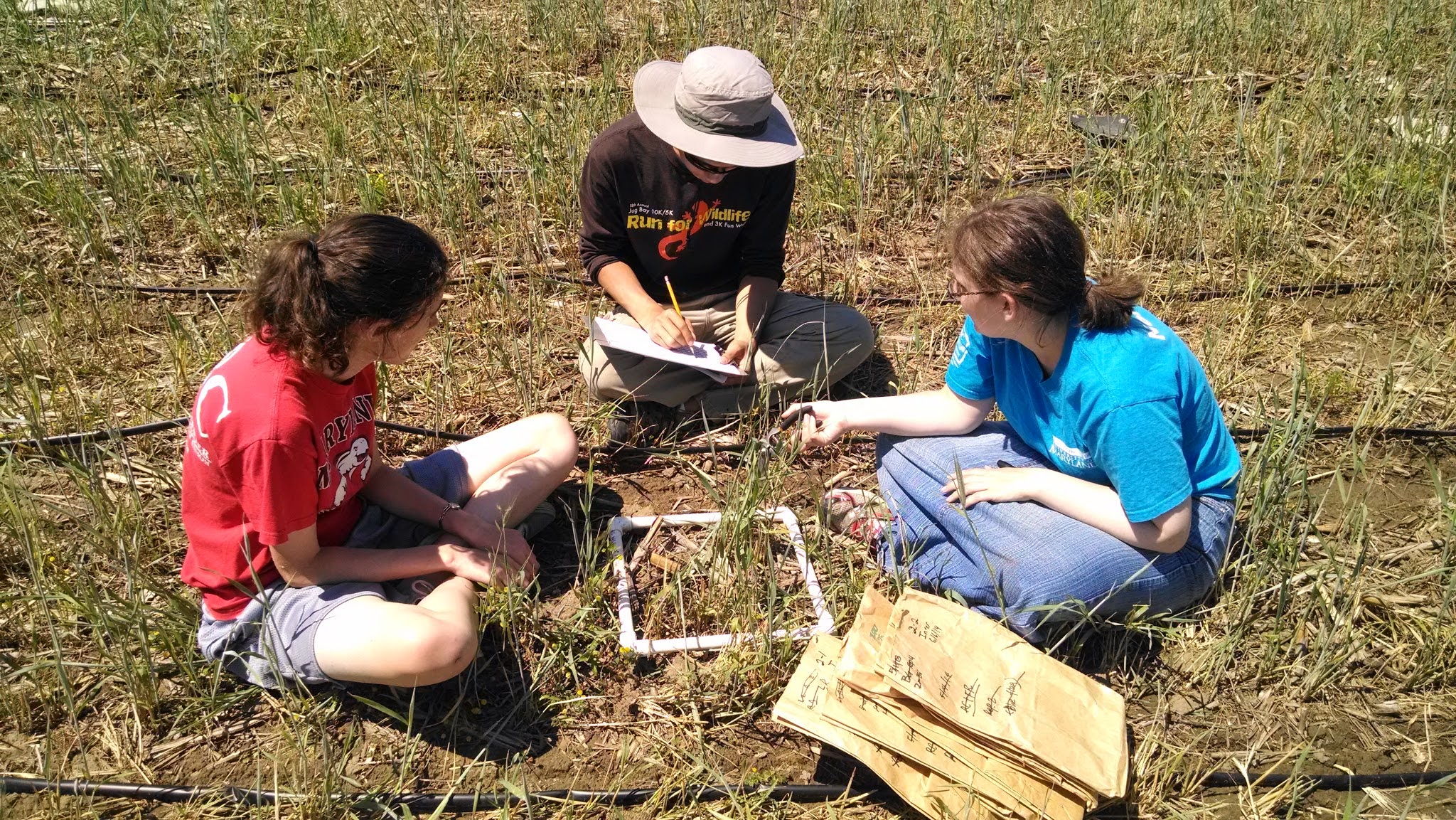 Weed Surveys