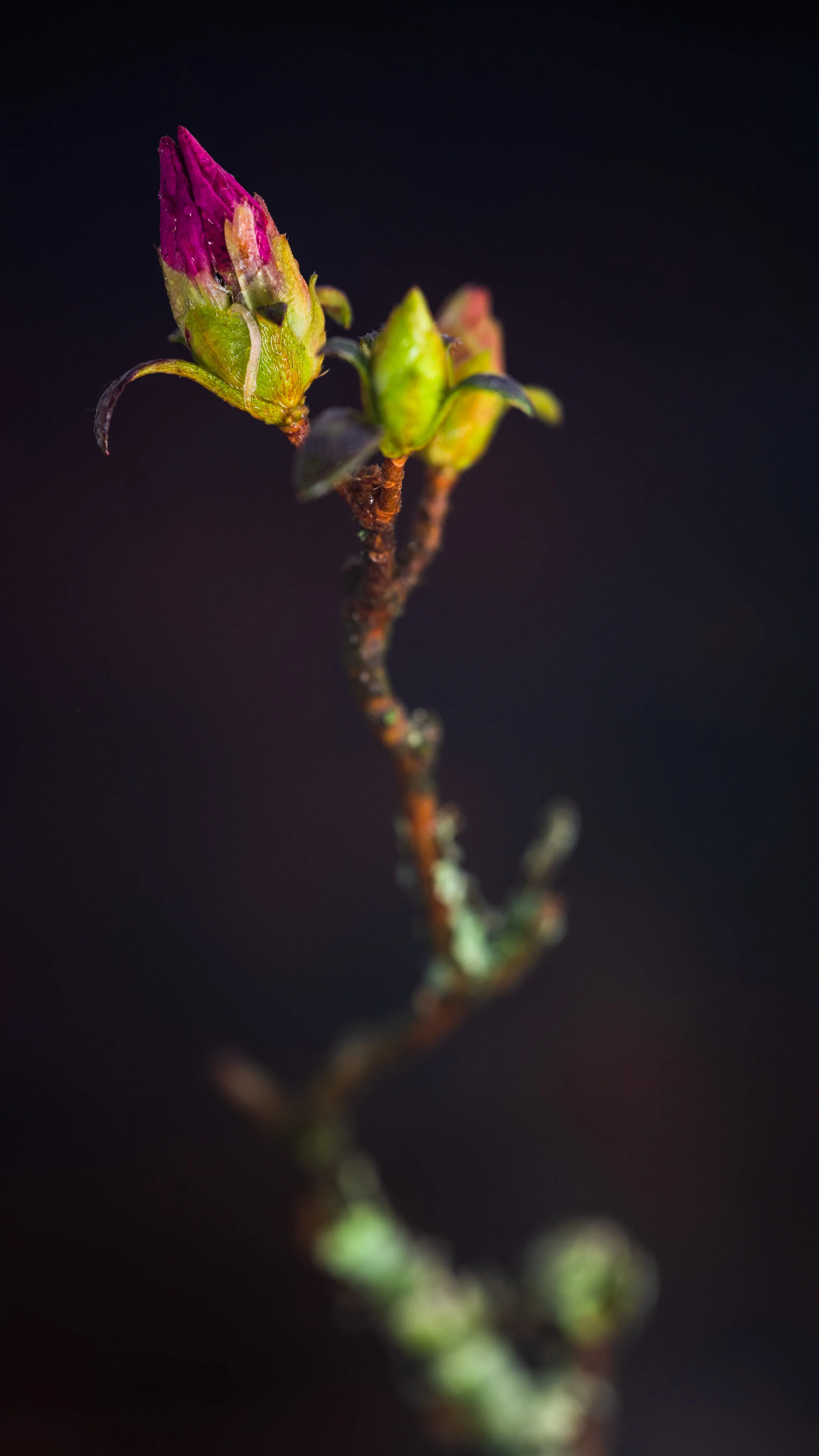 DSC_0060.jpg