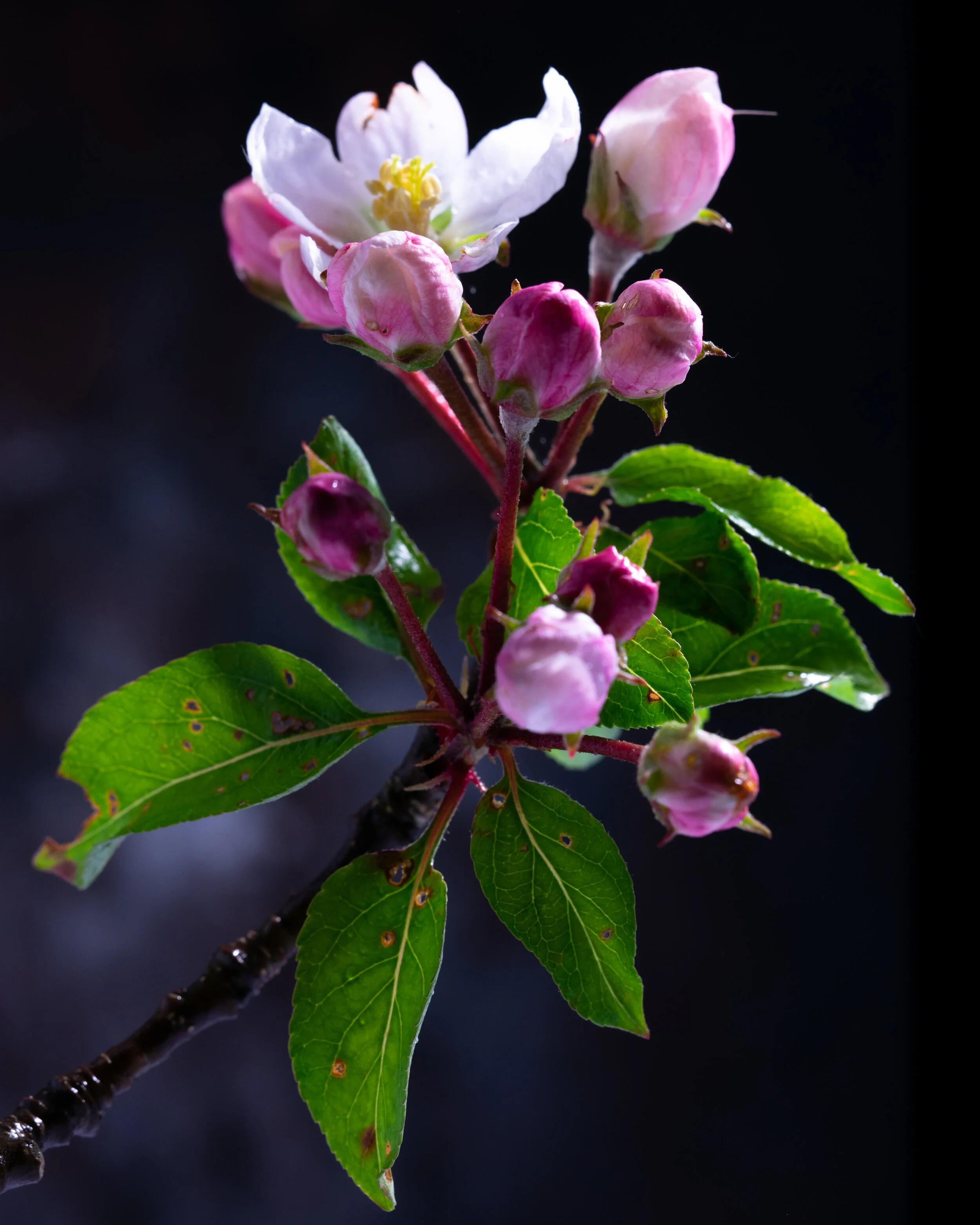 DSC_0108.jpg