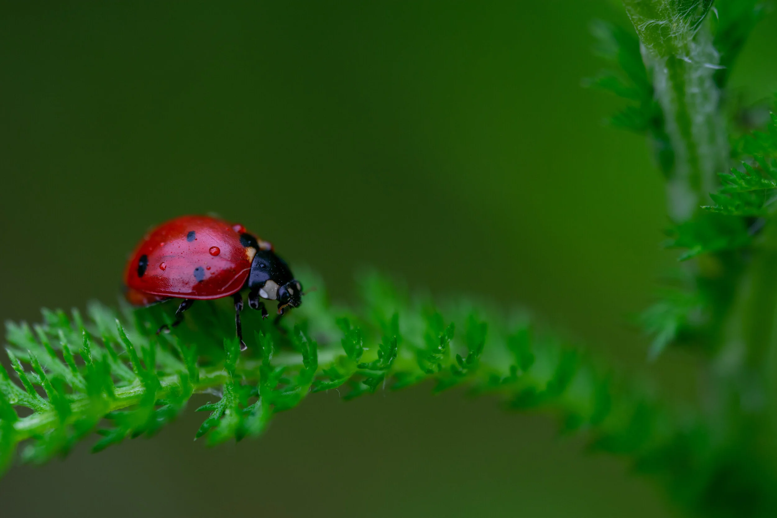DSC_0369.jpg