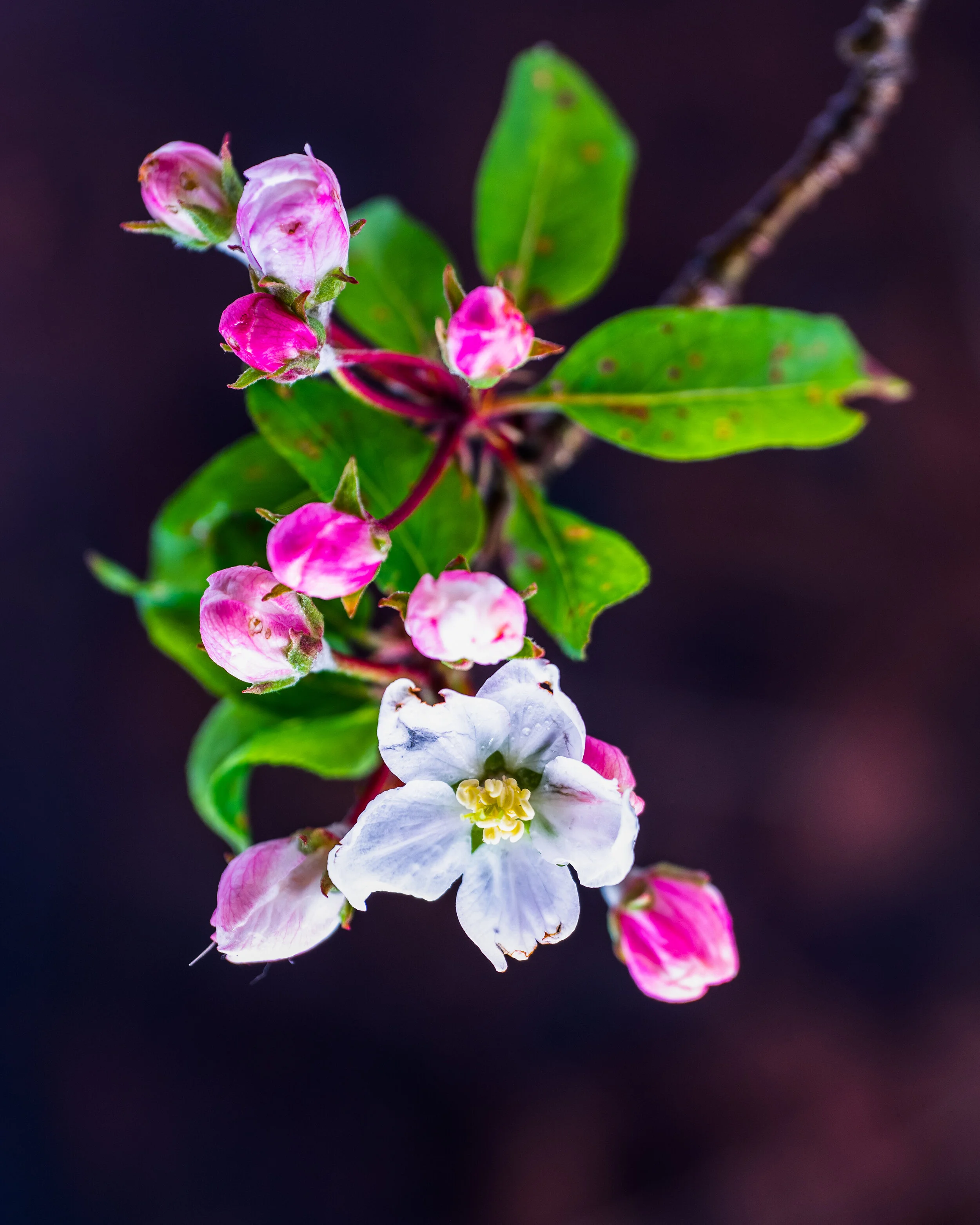 DSC_0124-Edit-3.jpg