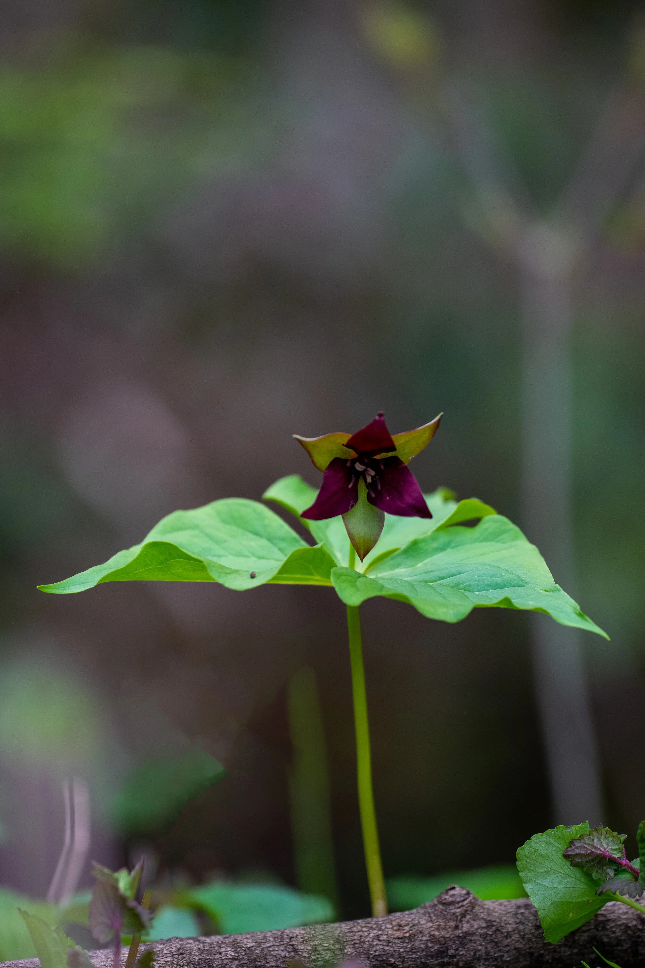 DSC_0432-Edit.jpg