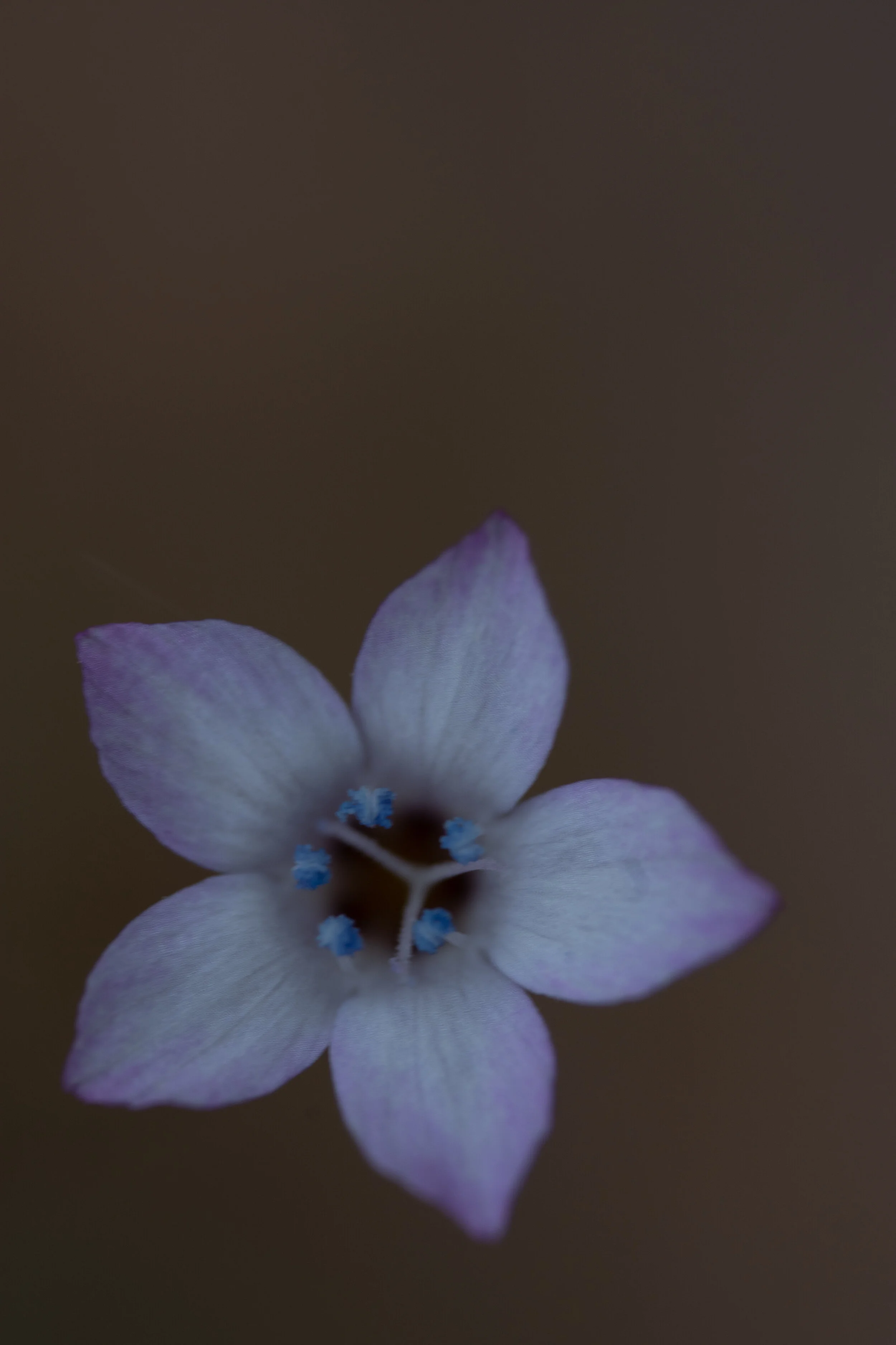 DSC_0515.jpg