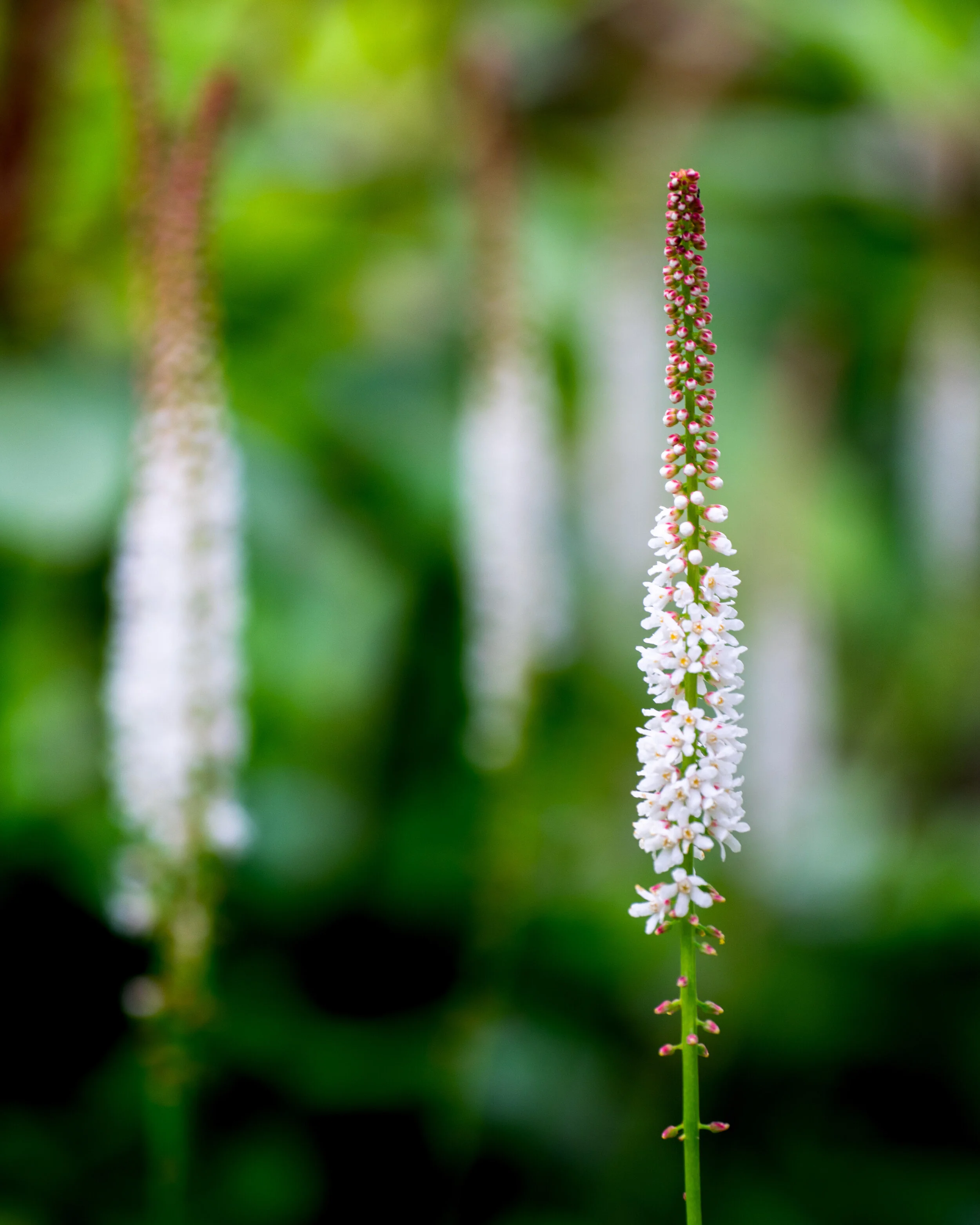 DSC_0136-3.jpg