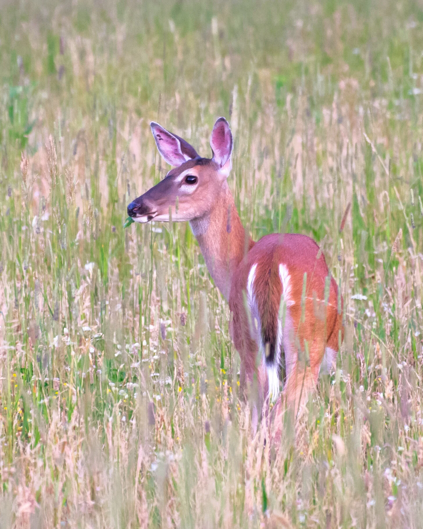 DSC_0530.jpg