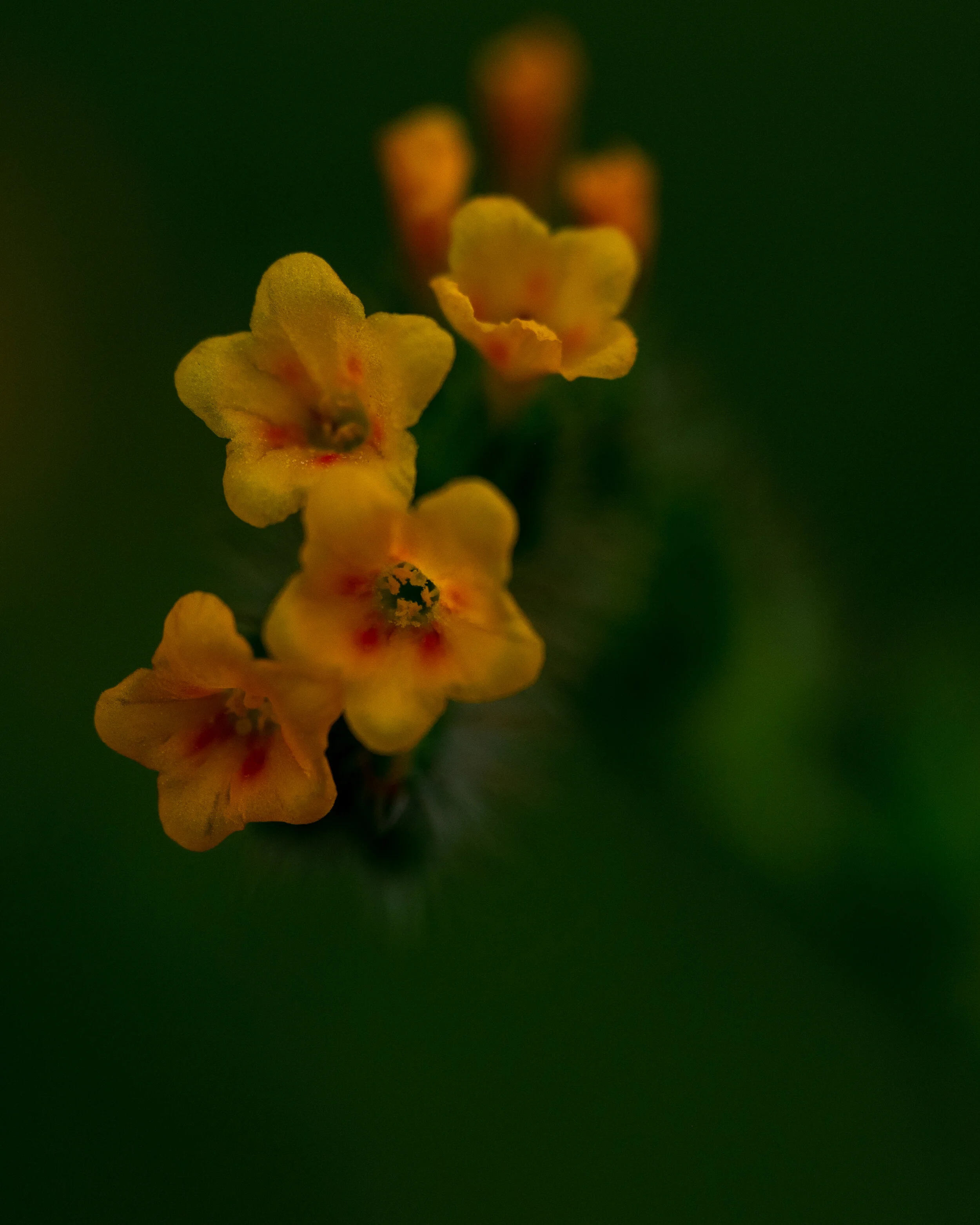 DSC_0087-2.jpg