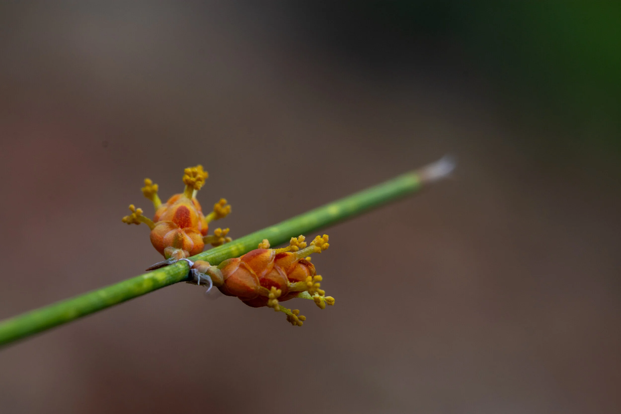 DSC_0282.jpg