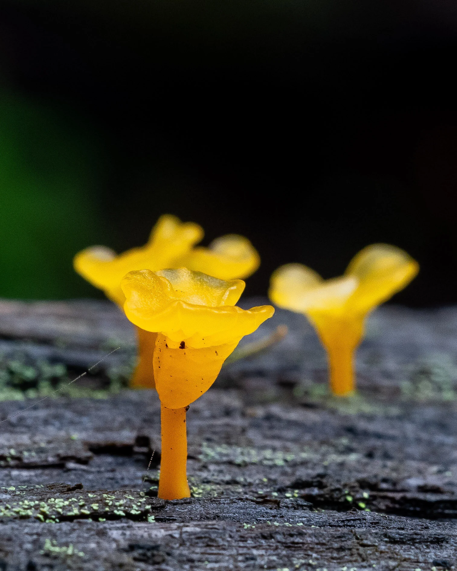 DSC_4143.jpg