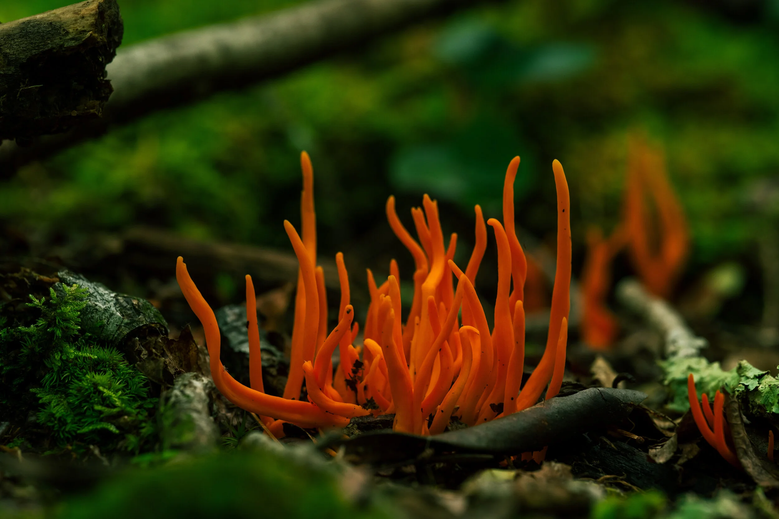 DSC_1132.jpg