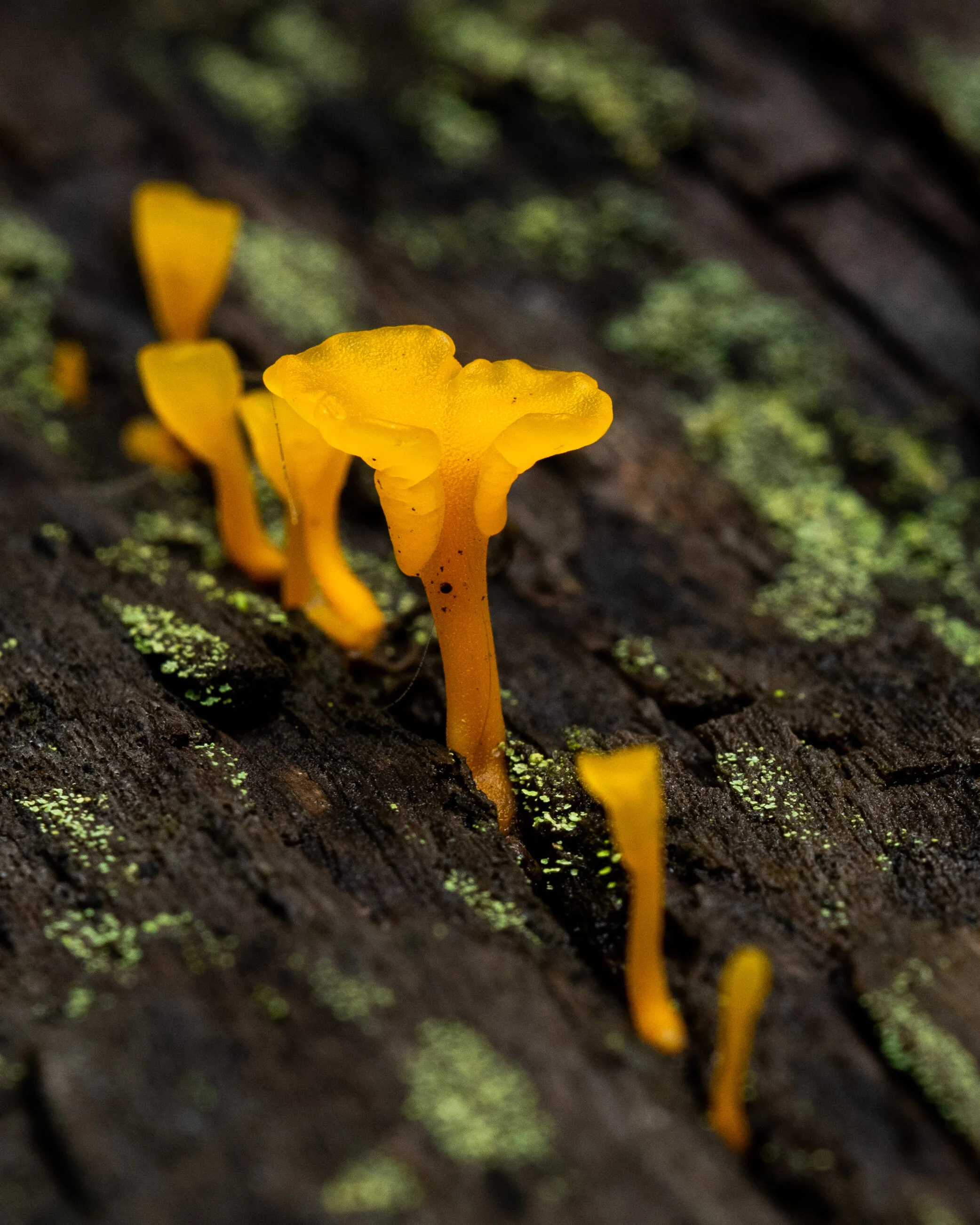 DSC_4149.jpg