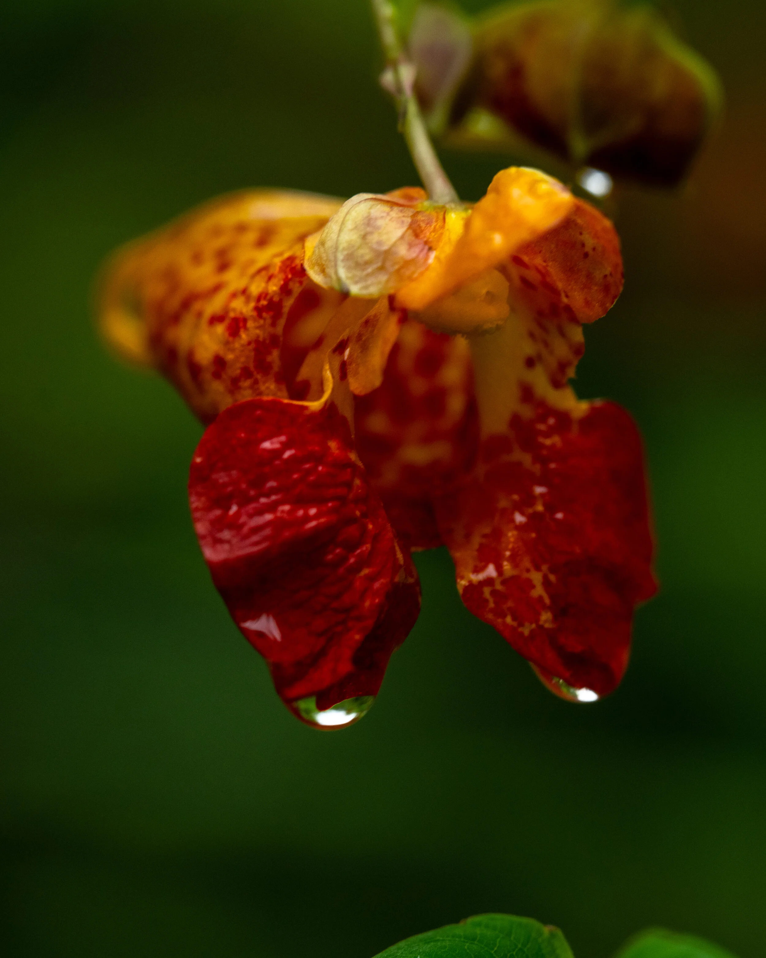 DSC_4405.jpg