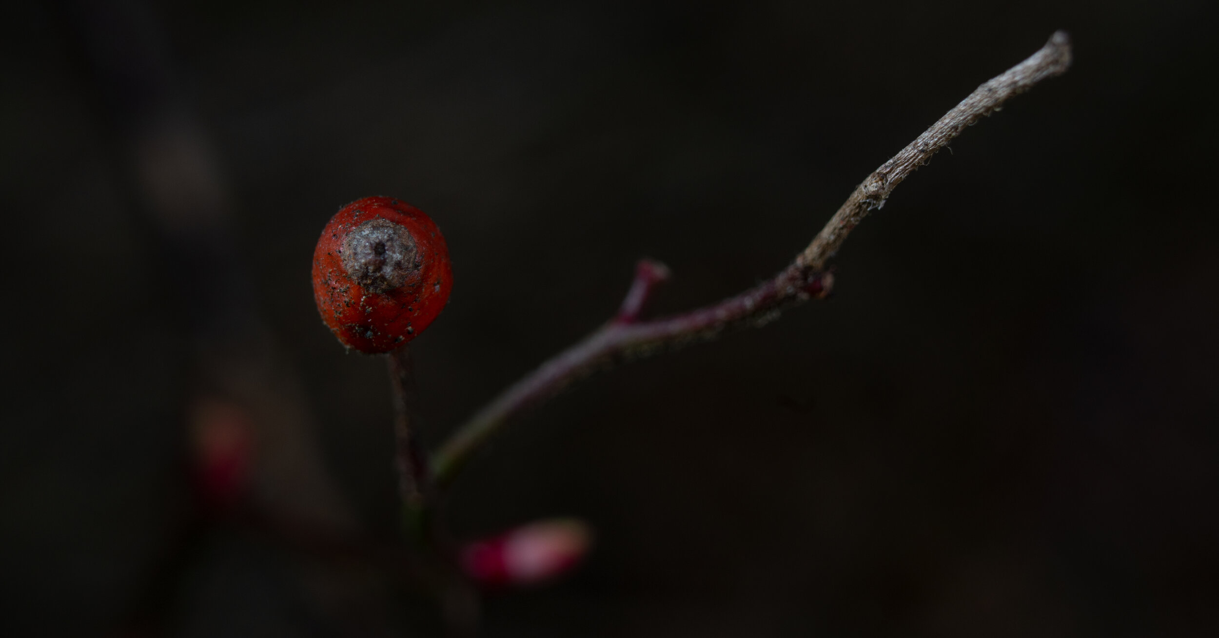 DSC_0151.jpg