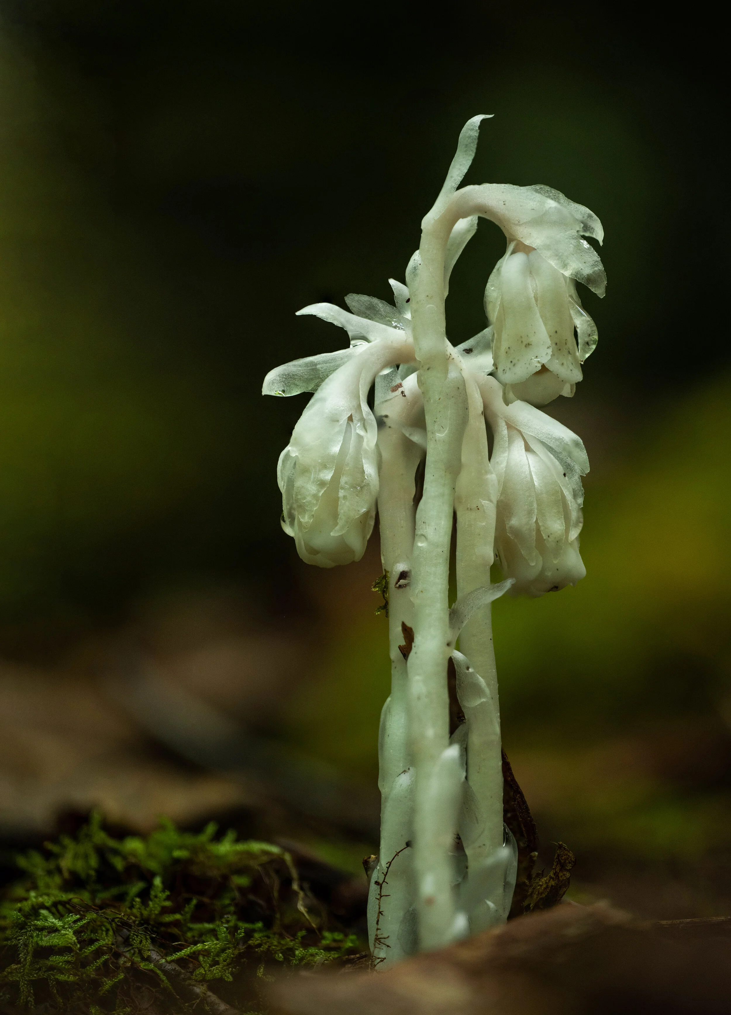 Untitled-1-2.jpg