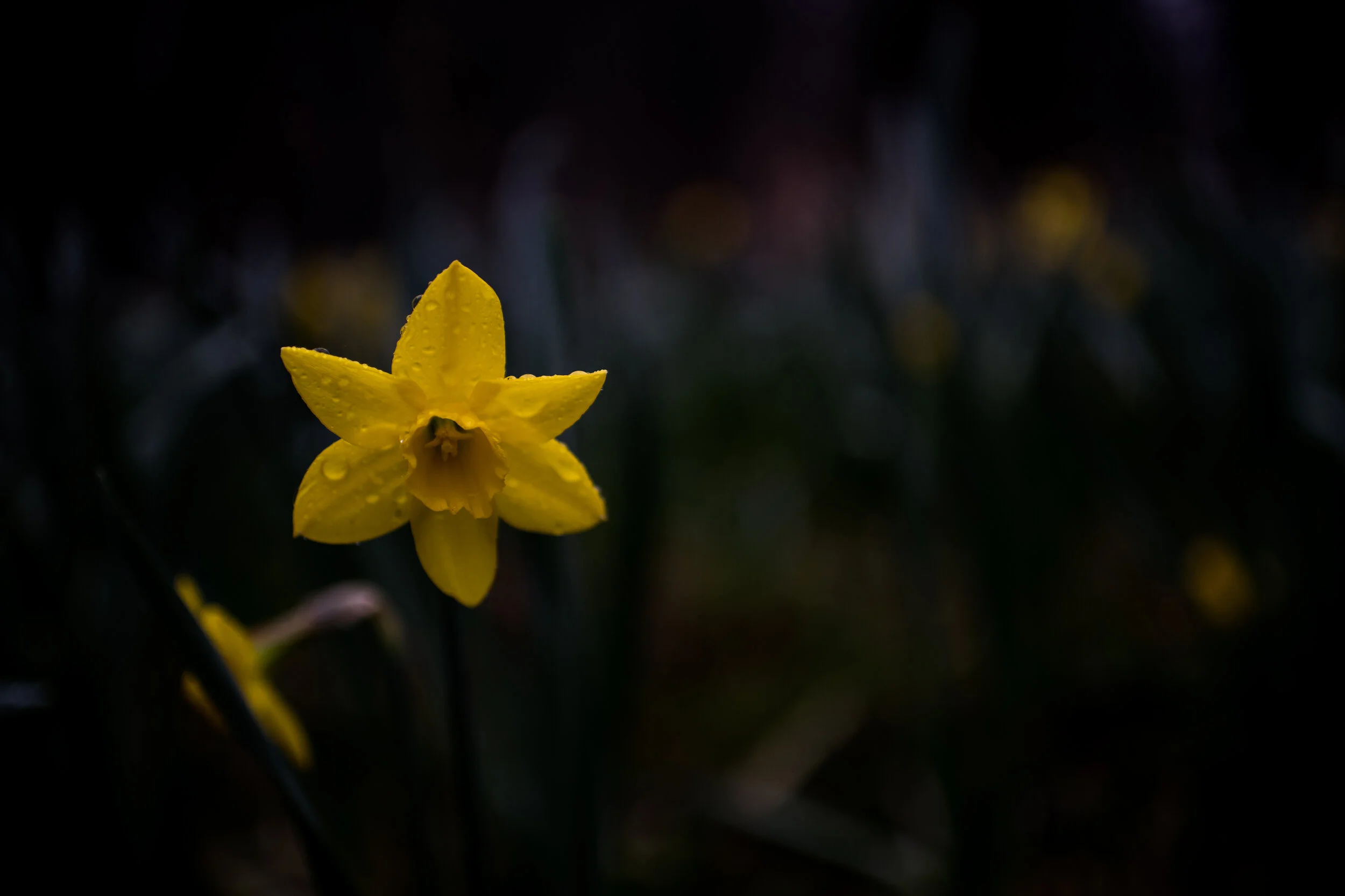 DSC_6816.jpg
