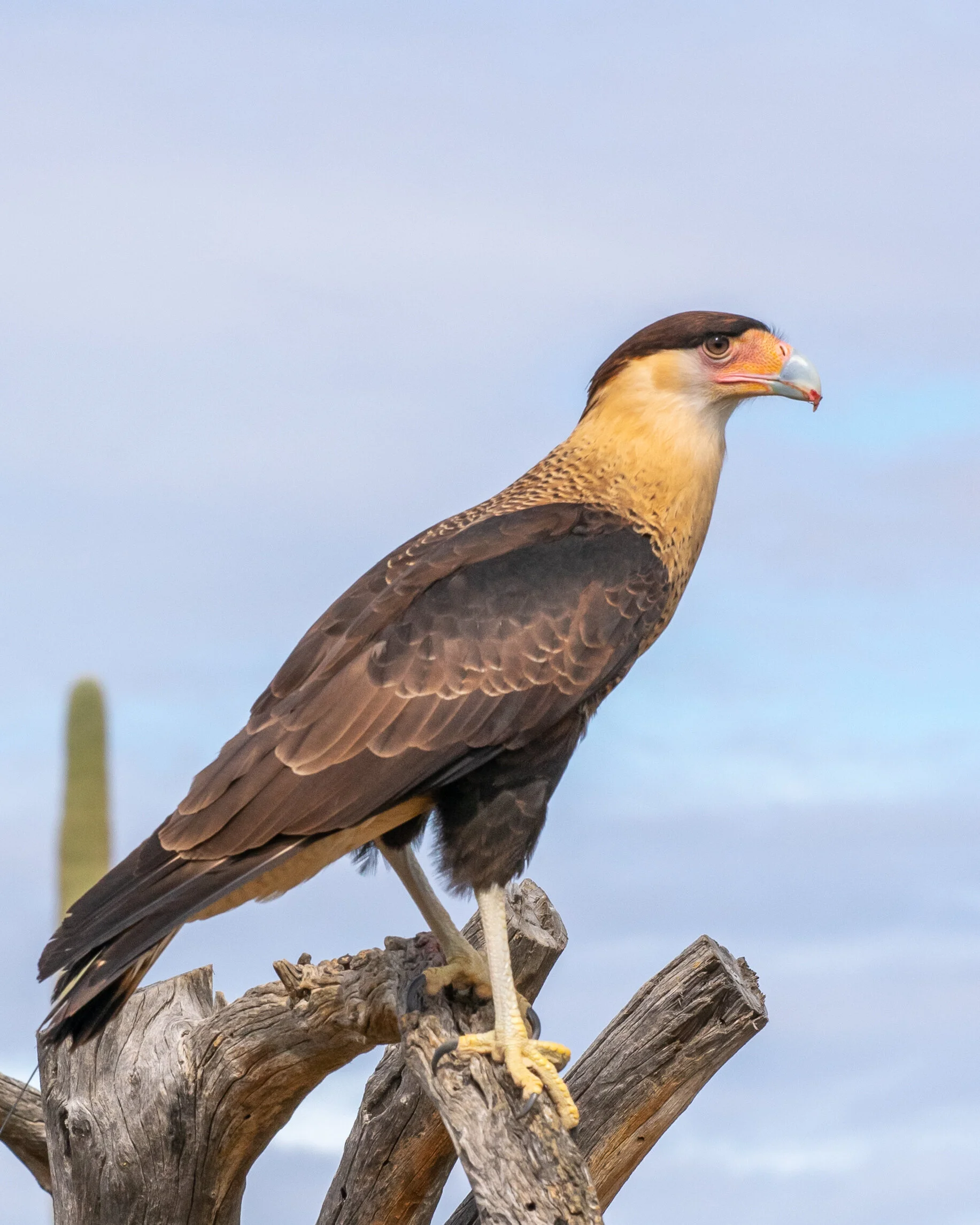 DSC_0472.jpg