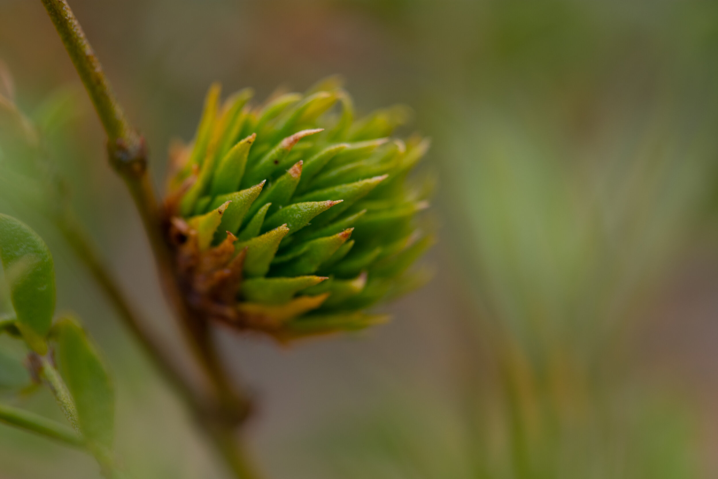 DSC_0504-2.jpg