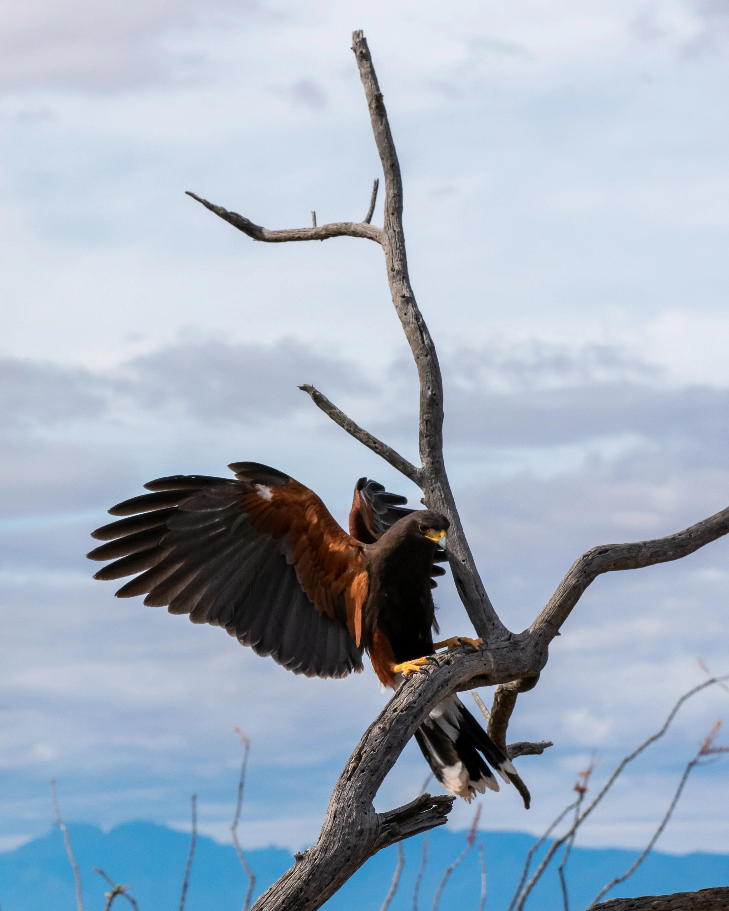 DSC_0584.jpg