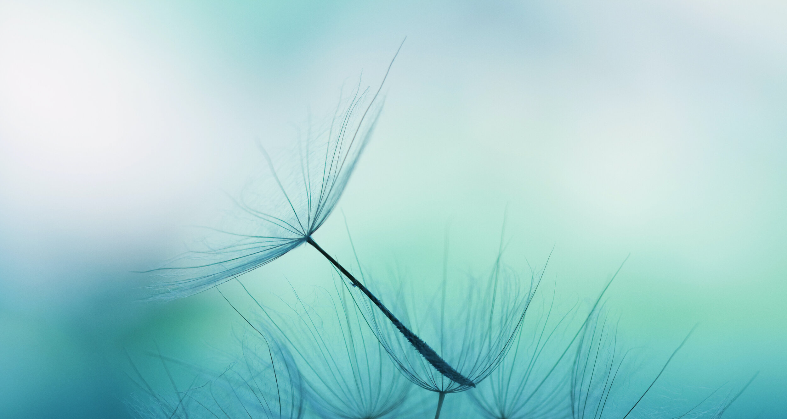 iStock-157681198 banner 2.jpeg