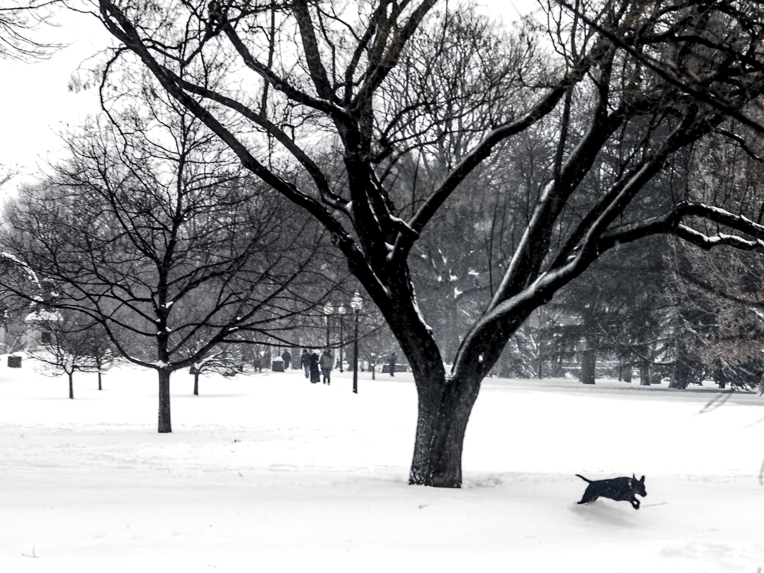 Lincoln Park Dog in Snow.jpg